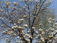 -新虹桥中心花园