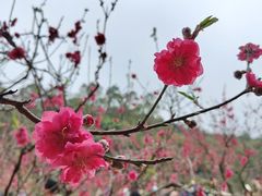 -南国桃园旅游度假区