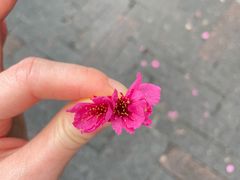 -金鸡山公园