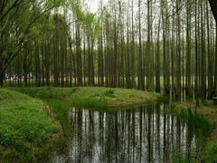 -昆山城市生态森林公园