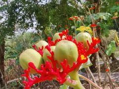 -中国科学院西双版纳热带植物园