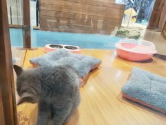 -龟与熊猫宠物公园(南坪店)