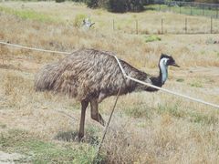 -威勒比开放式动物园