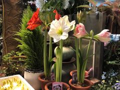 -双季花艺园艺市场(浦东店)
