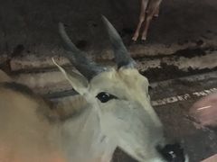 -清迈夜间动物园