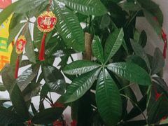 -自然之声助听器·呼吸机(和平店)