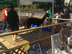 -北海道厅旧本厅舍(旧本庁舎)