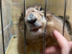 -猫色咖啡·猫咖