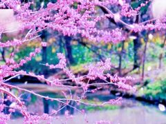 -南汇桃花村