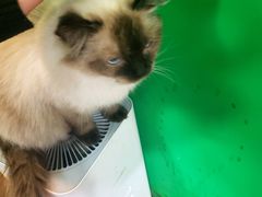 -李小姐の猫咖啡馆(五角场店)