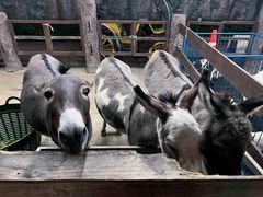 -清迈夜间动物园