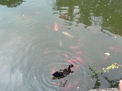 -东湖落雁景区