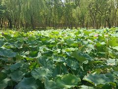 -昆山城市生态森林公园