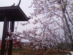 -天王浮山樱花园