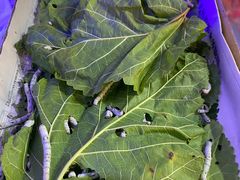 -双季花艺园艺市场(浦东店)