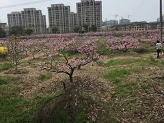 -南汇桃花村
