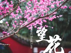 -望江楼公园