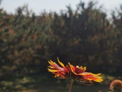 -永定河休闲森林公园