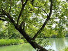 -西溪国家湿地公园