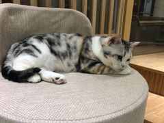 -猫和宫(六道口店)