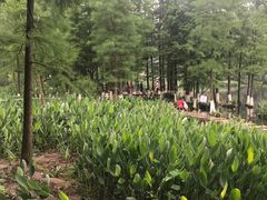 -重庆彩云湖湿地公园