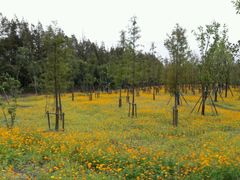 -上海长兴岛郊野公园