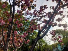 -得丘礼享谷·玉兰苑
