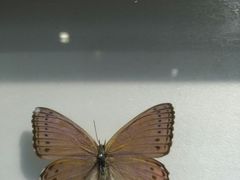 -上海昆虫博物馆