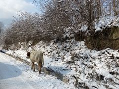 -太子岭滑雪场