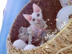 -欣宠猫屋·矮脚拿破仑·蓝金金渐层