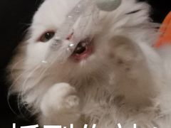 -猫腻·猫咖·撸猫馆(星光大道店)