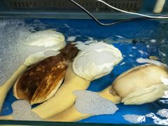 -岳各庄批发市场(西四环中路店)