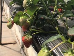 -甜心庄园·甜心草莓采摘园(西青中北店)