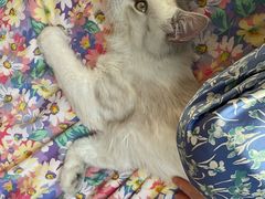 -猫大福·Fortune Cat猫舍(百子湾店)