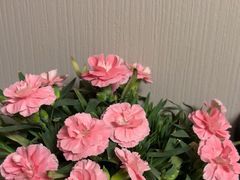 -双季花艺园艺市场(浦东店)