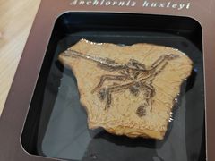 -辽宁古生物博物馆