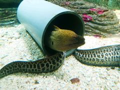 -北戴河圣蓝海洋公园