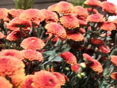 -植物学家的女儿(北马道巷店)