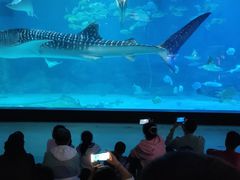 -烟台海昌鲸鲨海洋公园