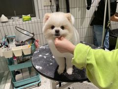 -電力宠物公司(武定路店)