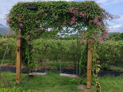 -亚龙湾国际玫瑰谷