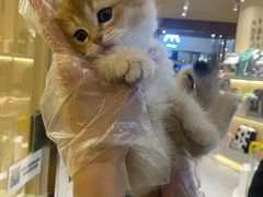 -momokira米努特·德文卷毛猫·棉花面纱犬