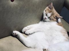 -藏猫猫咖啡主题馆(中央大道店)