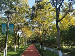 -大兴滨河森林公园