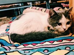 -共舞时光猫咖·狗咖(新街口店)
