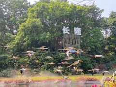 -广州长隆飞鸟乐园