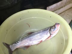 -旺山·浪头人家