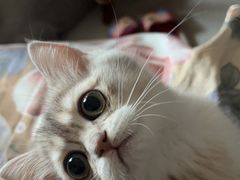 -老吴的猫·猫舍(新区店)