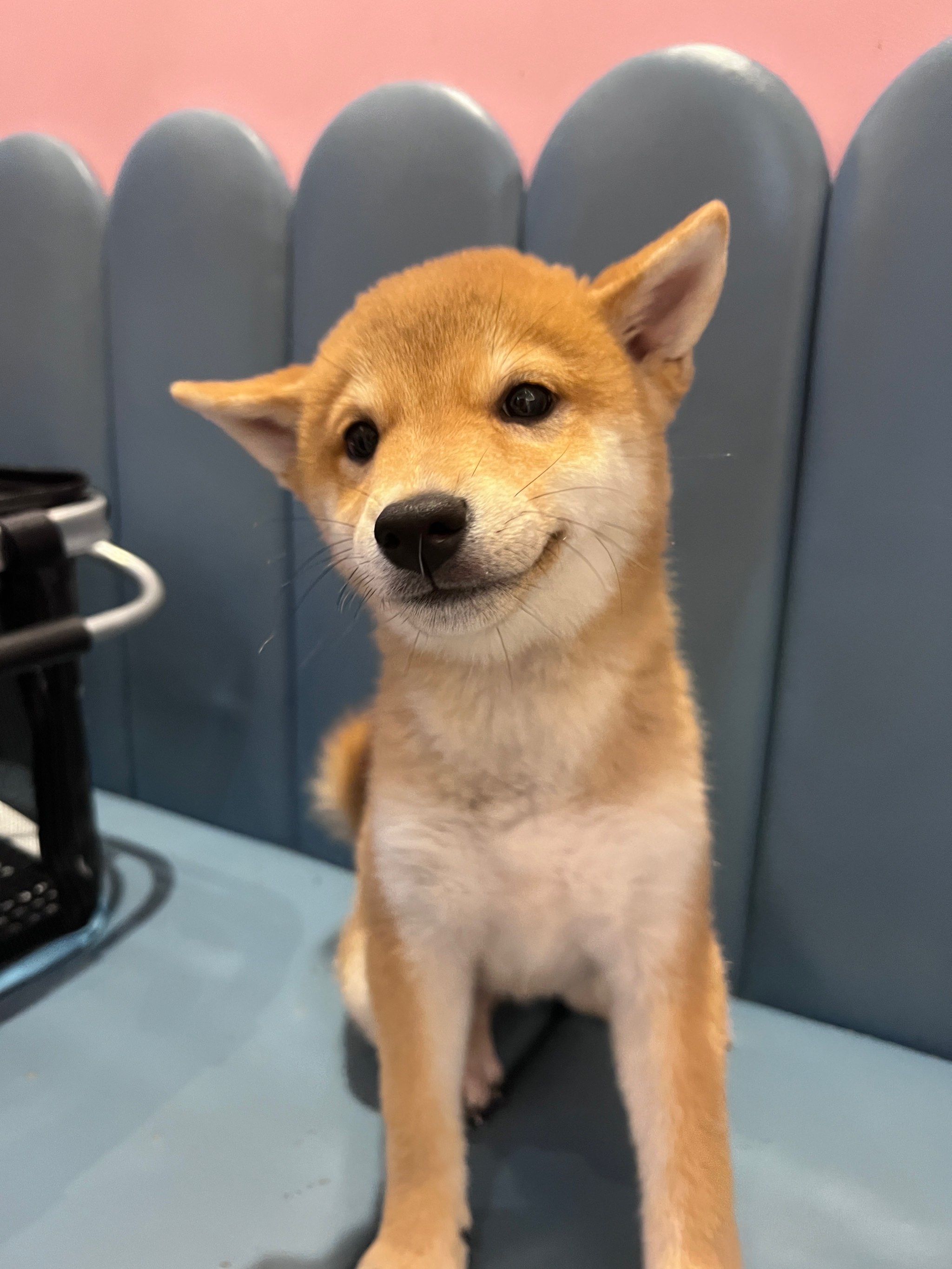 豆柴 #萌宠出道计划 #毛孩子可以治愈各种不快乐 #萌宠每日一晒