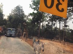 -清迈夜间动物园